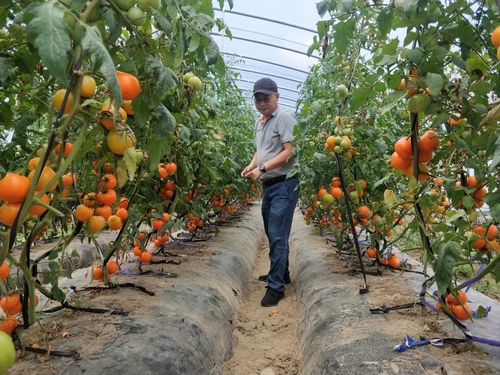 专家们在杭州市临安区龙岗镇蔬菜基地指导抗灾自救。严少君摄