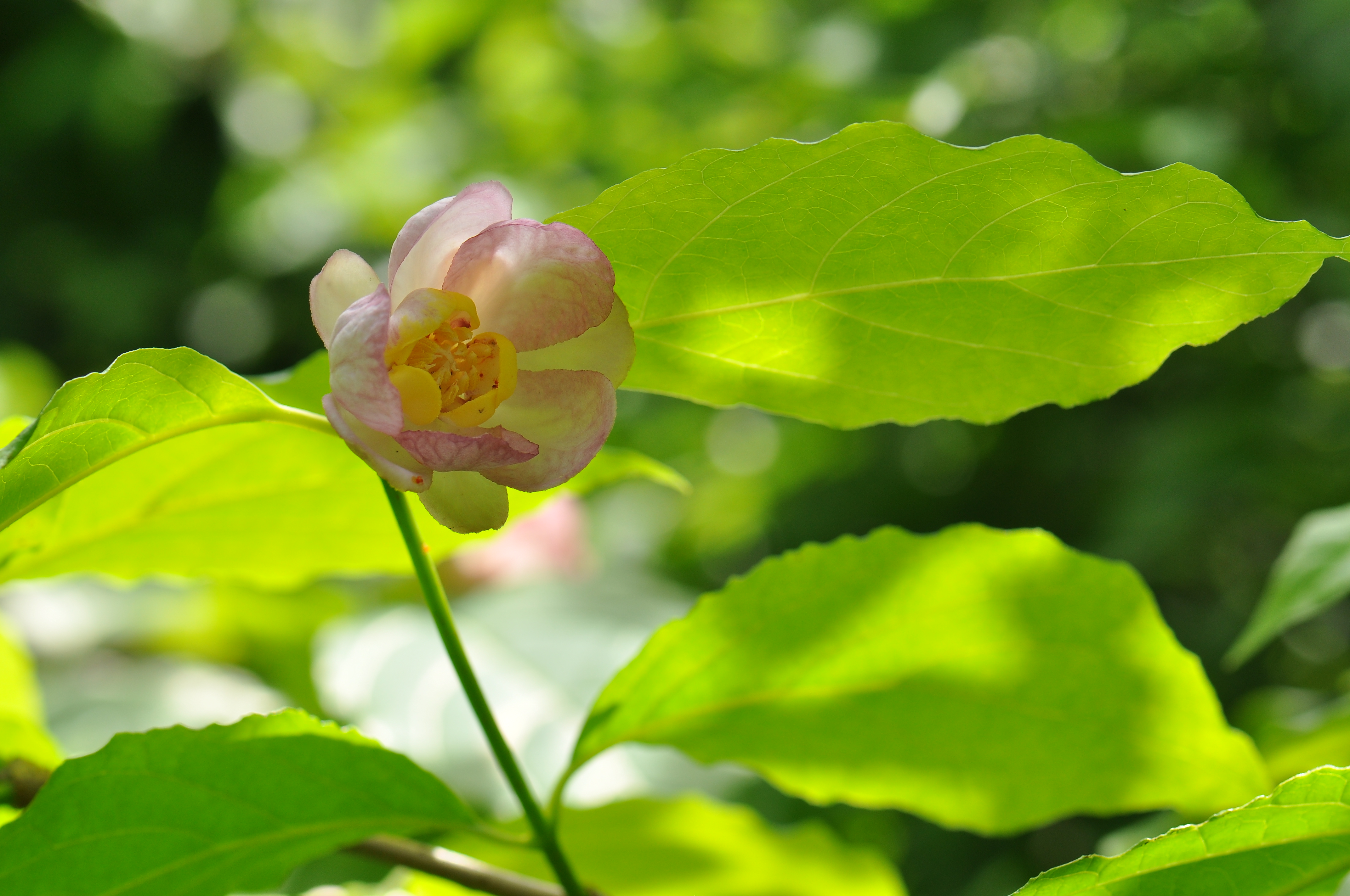 夏蜡梅