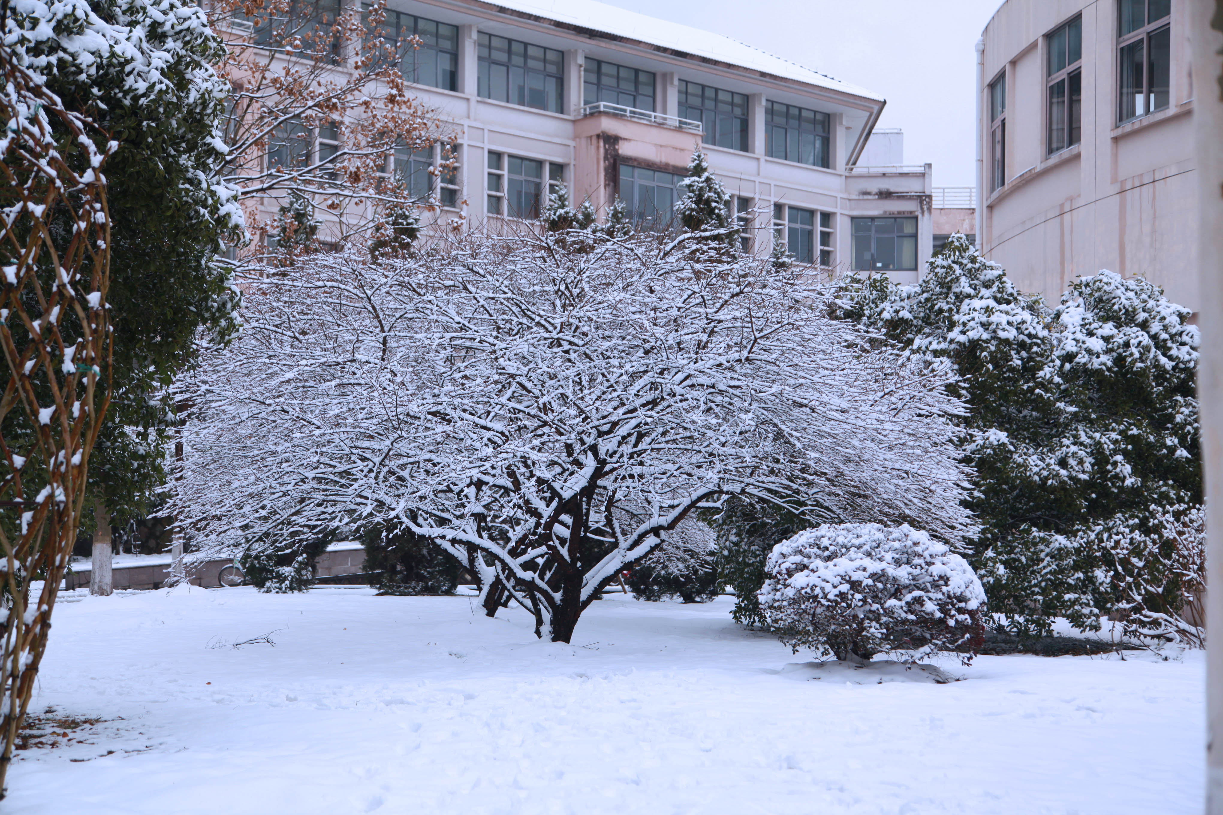 人民网:大学校园成雪园 怎一个美字了得-浙江农林大学