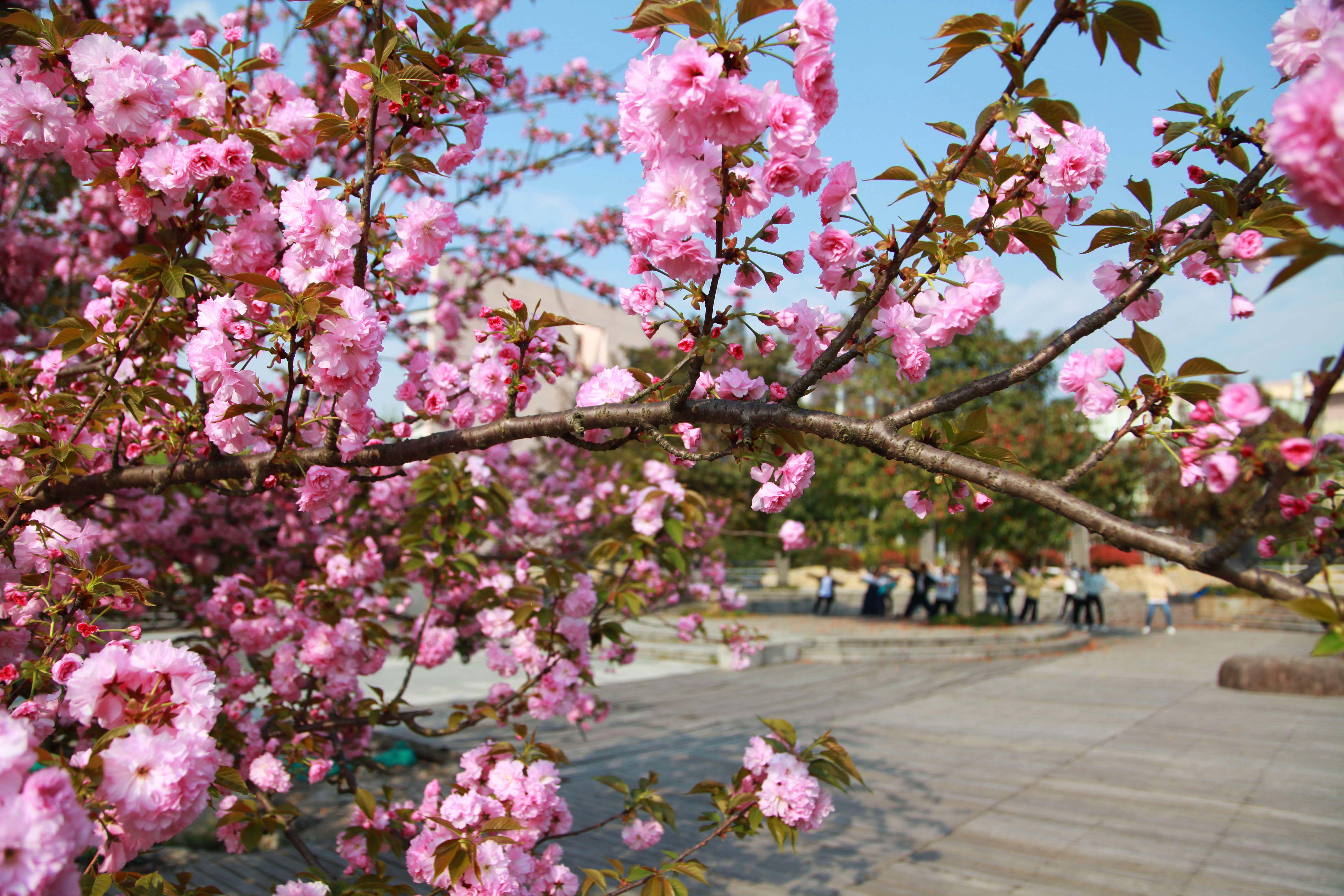 【美丽农林·生态校园】醉美农林四月花