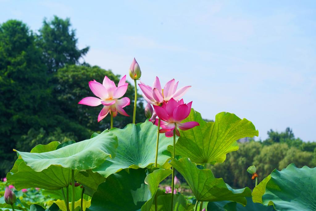 浙江农林大学【美丽农林·生态校园】 浓荫消暑意，凭栏赏荷香