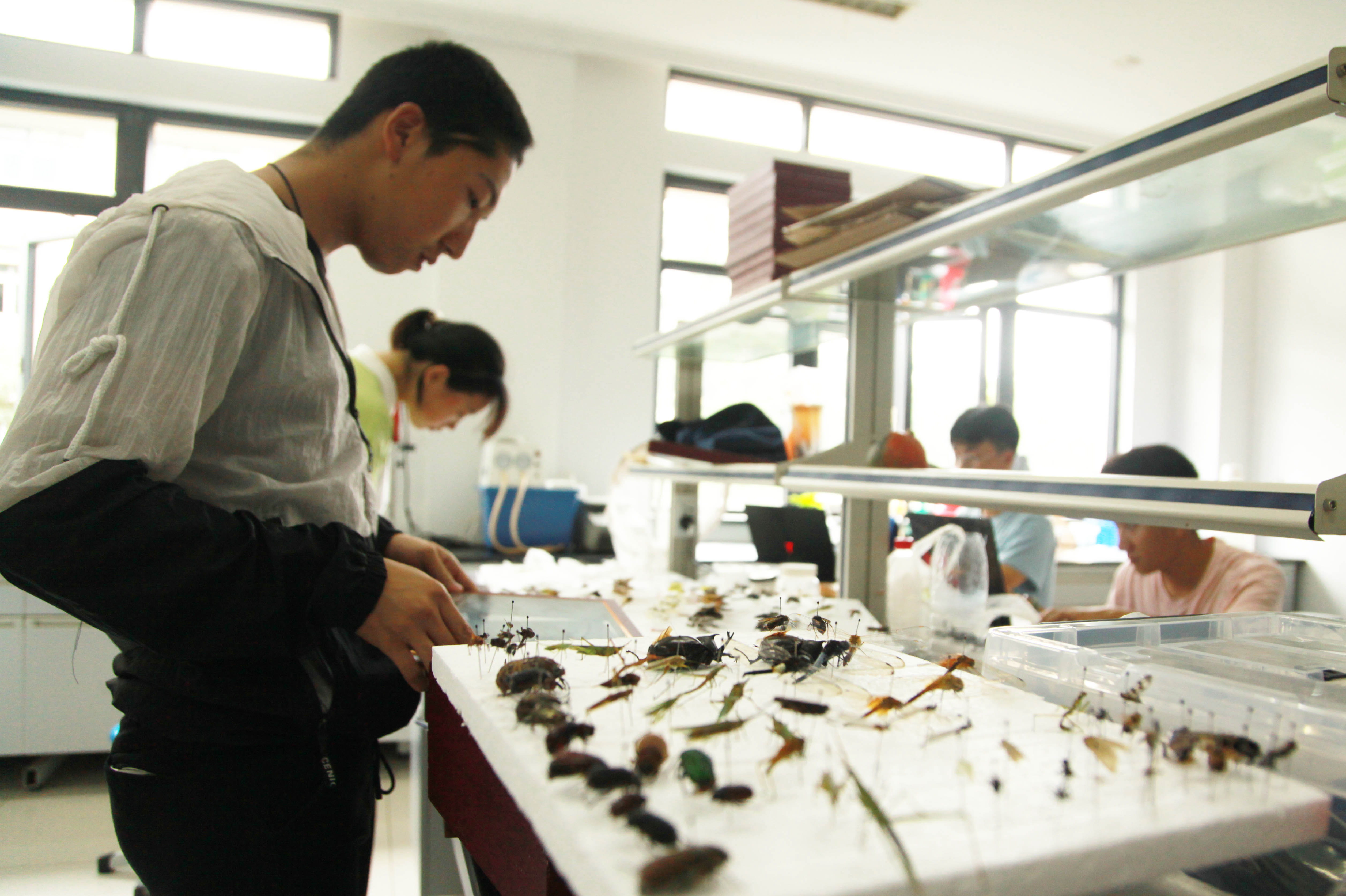 《青年时报》：镜像丨大学生抓昆虫打造“虫虫大军”-浙江农林大学