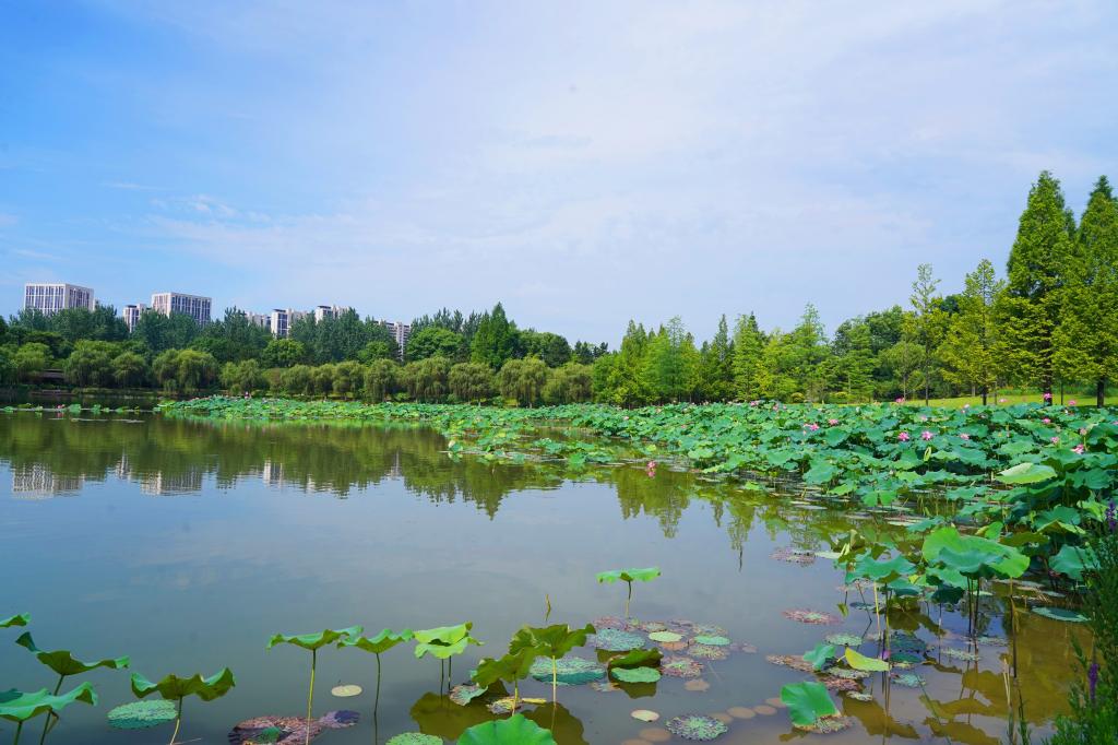 浙江农林大学【美丽农林·生态校园】 浓荫消暑意，凭栏赏荷香