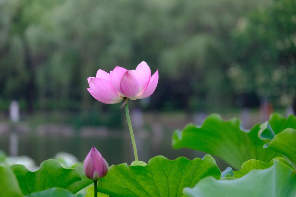 浙江农林大学【美丽农林·生态校园】 浓荫消暑意，凭栏赏荷香