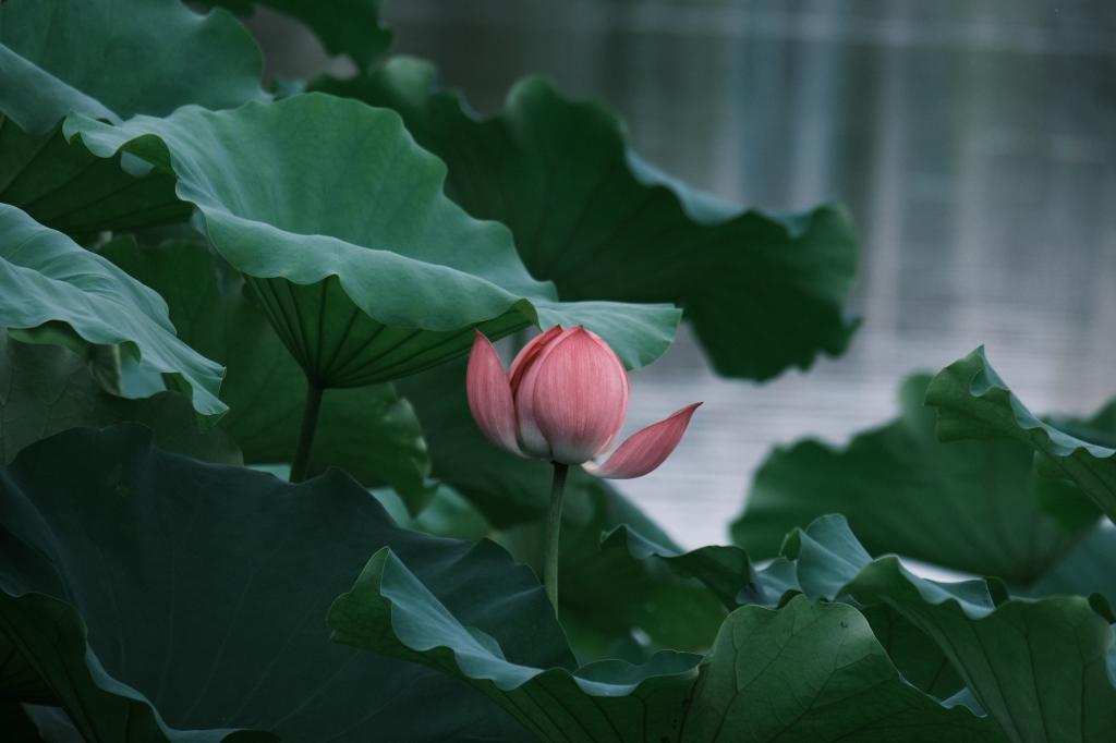 浙江农林大学【美丽农林·生态校园】 浓荫消暑意，凭栏赏荷香