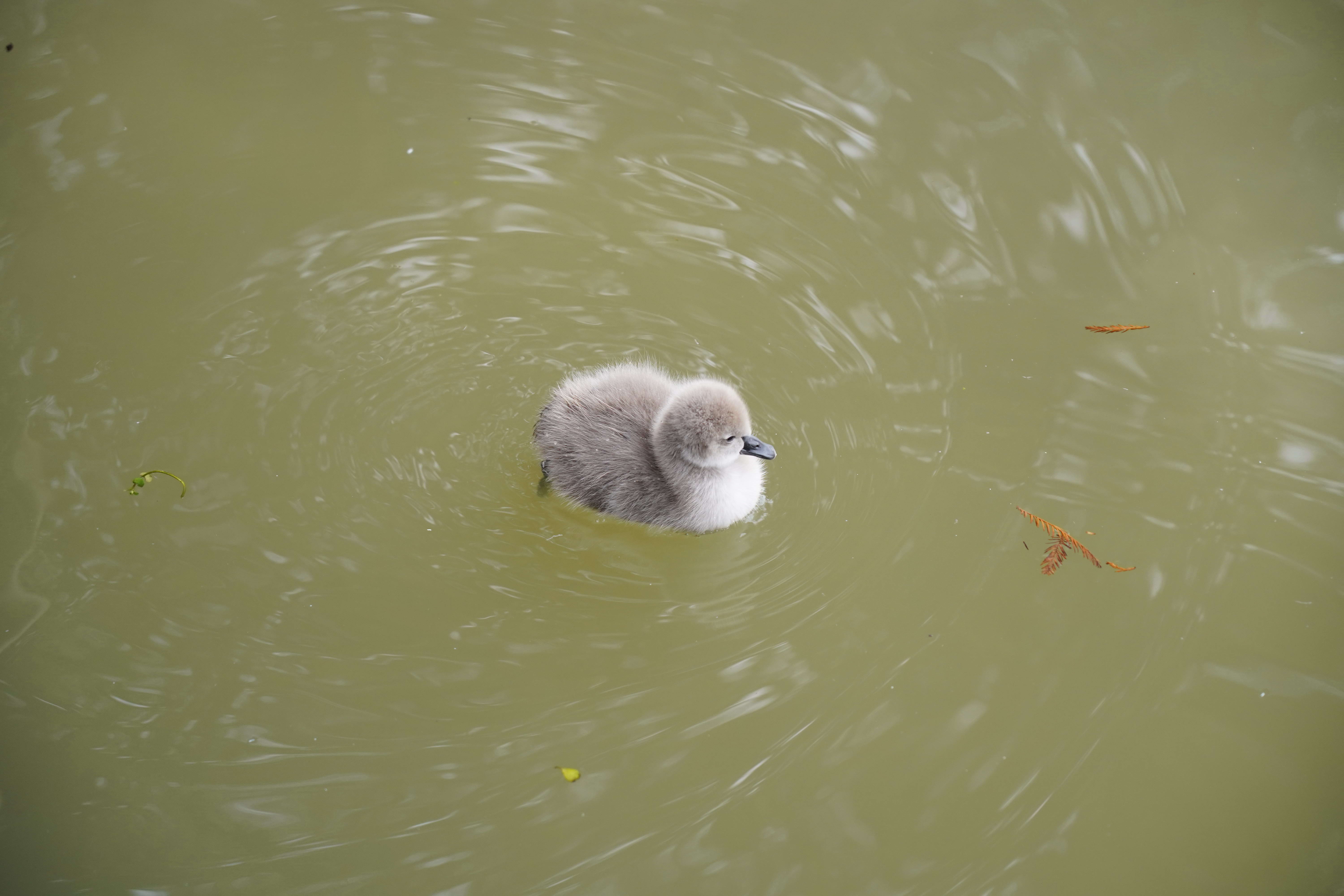 美丽的天鹅幼崽在池塘里。高清摄影大图-千库网