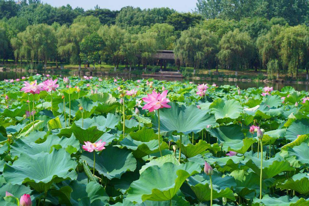 浙江农林大学【美丽农林·生态校园】 浓荫消暑意，凭栏赏荷香