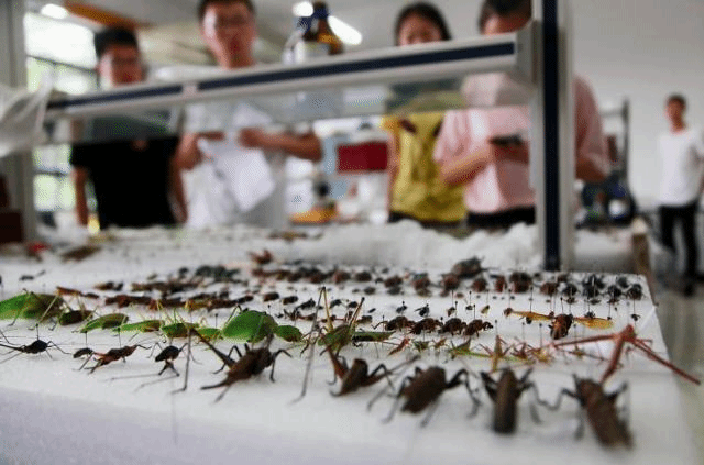 凤凰网 抓昆虫做标本 浙江农林大学植物保护专业的特殊暑假作业 浙江农林大学