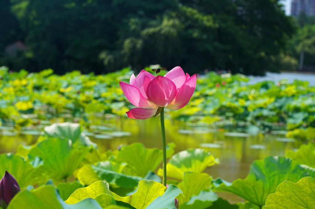 浙江农林大学【美丽农林·生态校园】 浓荫消暑意，凭栏赏荷香