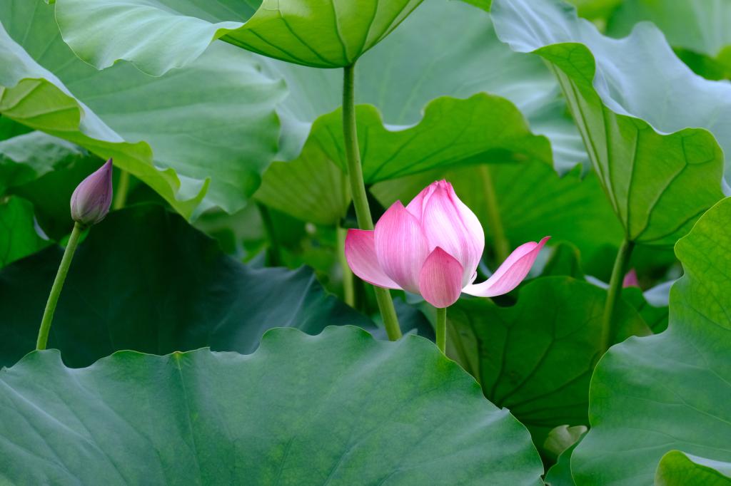 浙江农林大学【美丽农林·生态校园】 浓荫消暑意，凭栏赏荷香