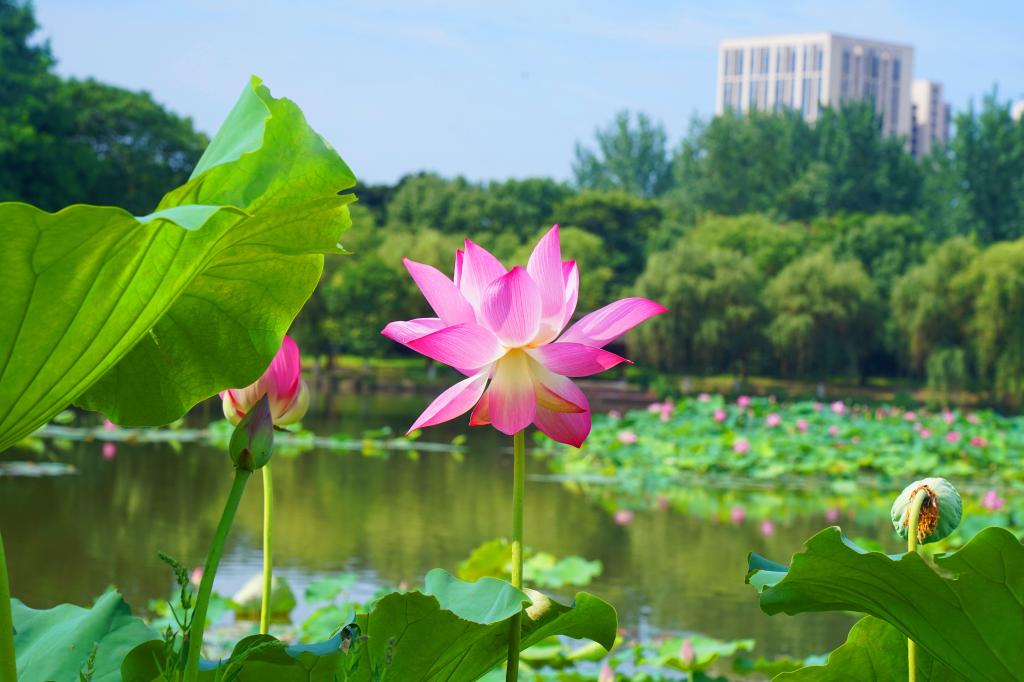 浙江农林大学【美丽农林·生态校园】 浓荫消暑意，凭栏赏荷香